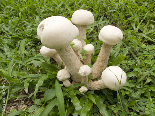 Group of white mushrooms grow in grass