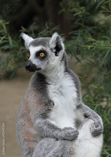 Katta