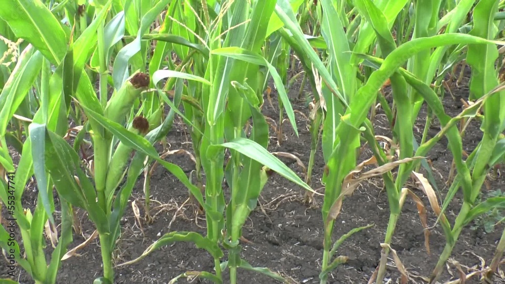 Field of a corn Field of a corn