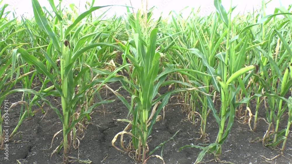 Field of a corn Field of a corn