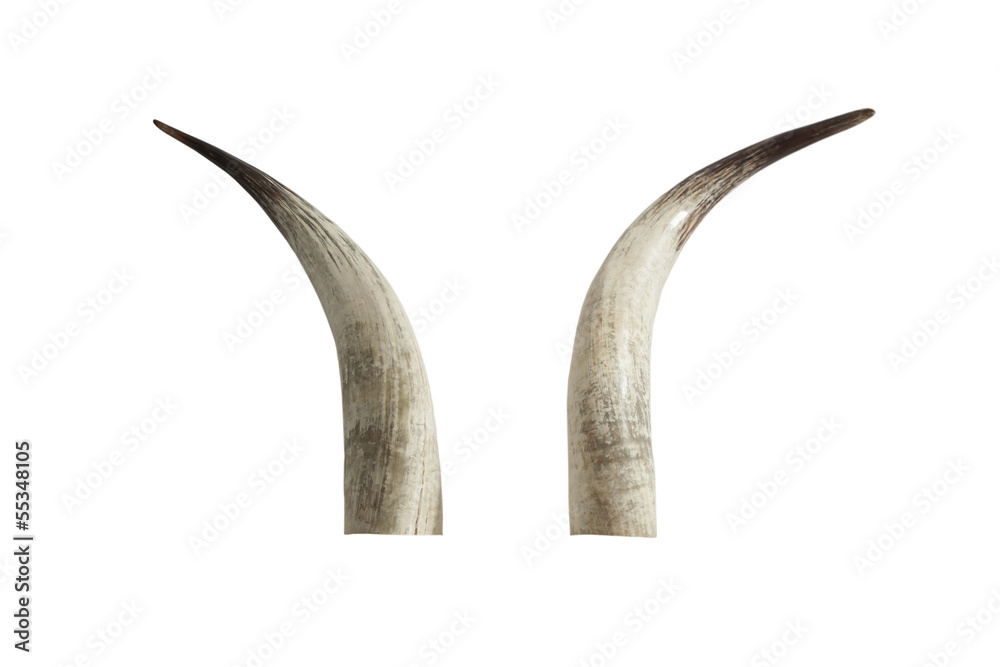 Naklejka premium Big ivory tusks