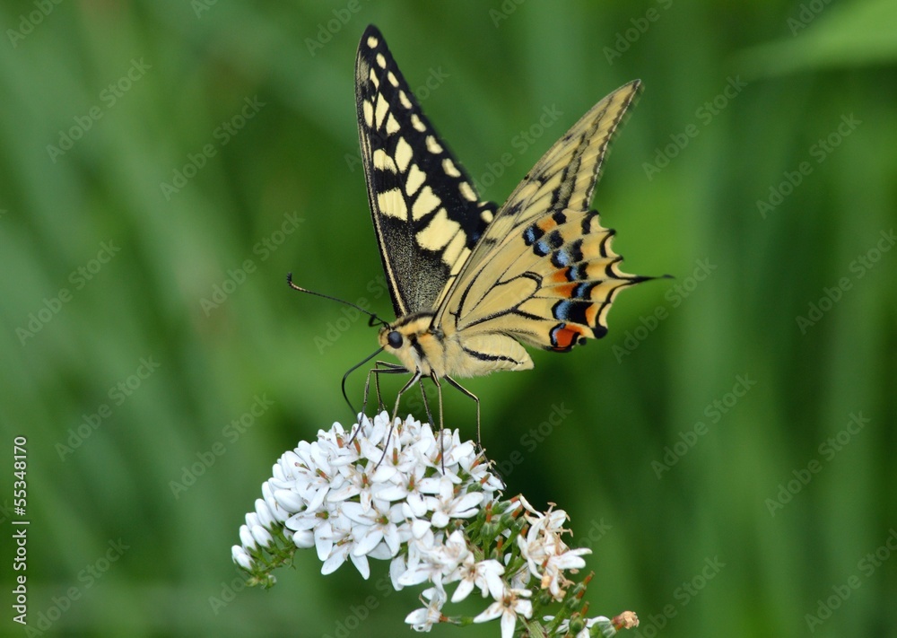 Obraz premium オカトラノオにとまるアゲハ蝶