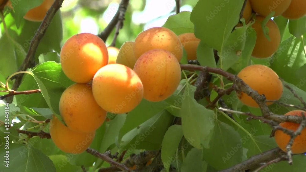 Branch of a tree studded with apricot fruit Branch of a tree studded with apricot fruit
