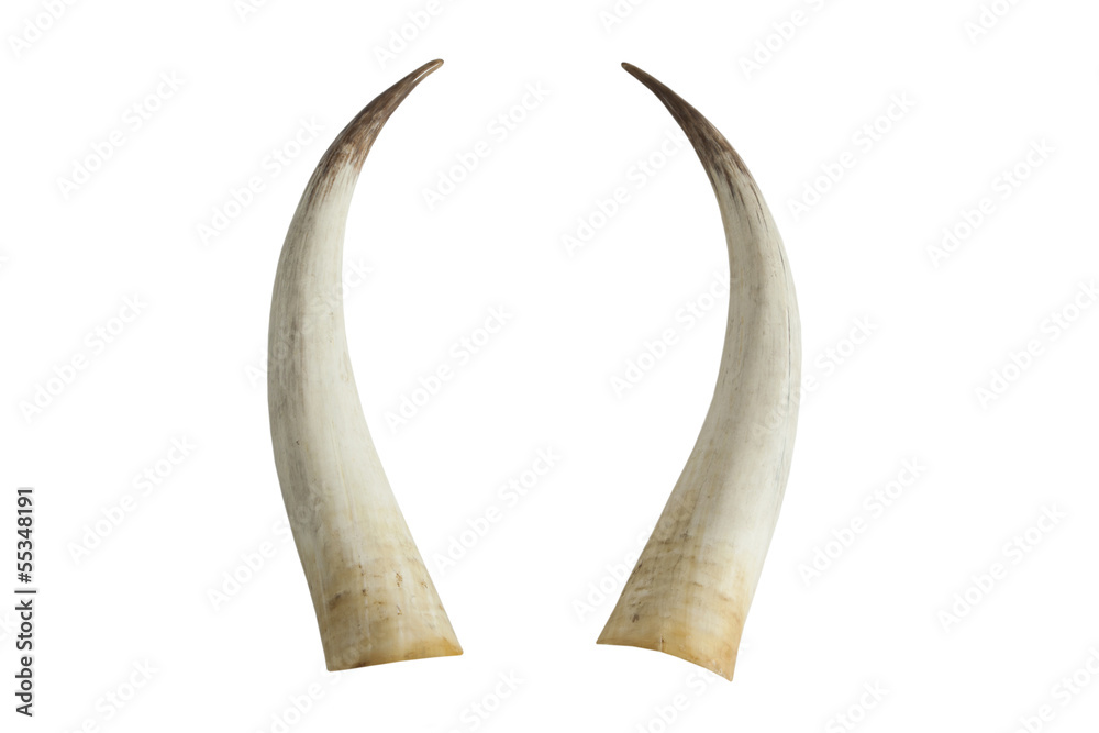 Fototapeta premium Duże kły z kości słoniowej