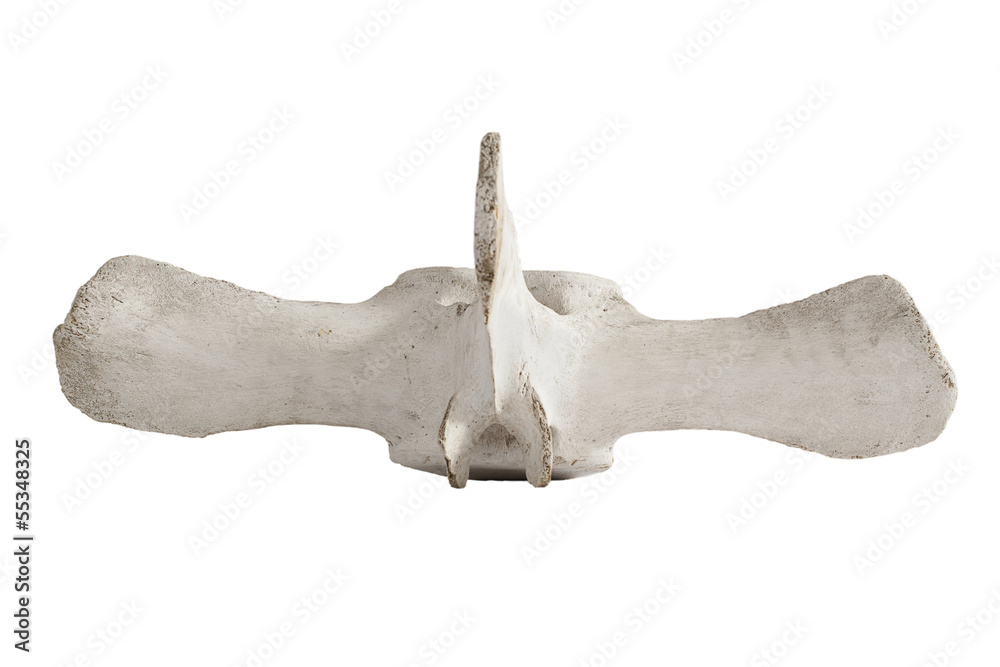 Naklejka premium Big whale bone