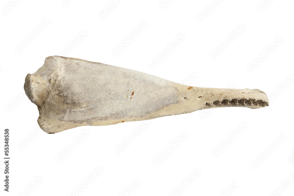 Obraz premium Big whale bone