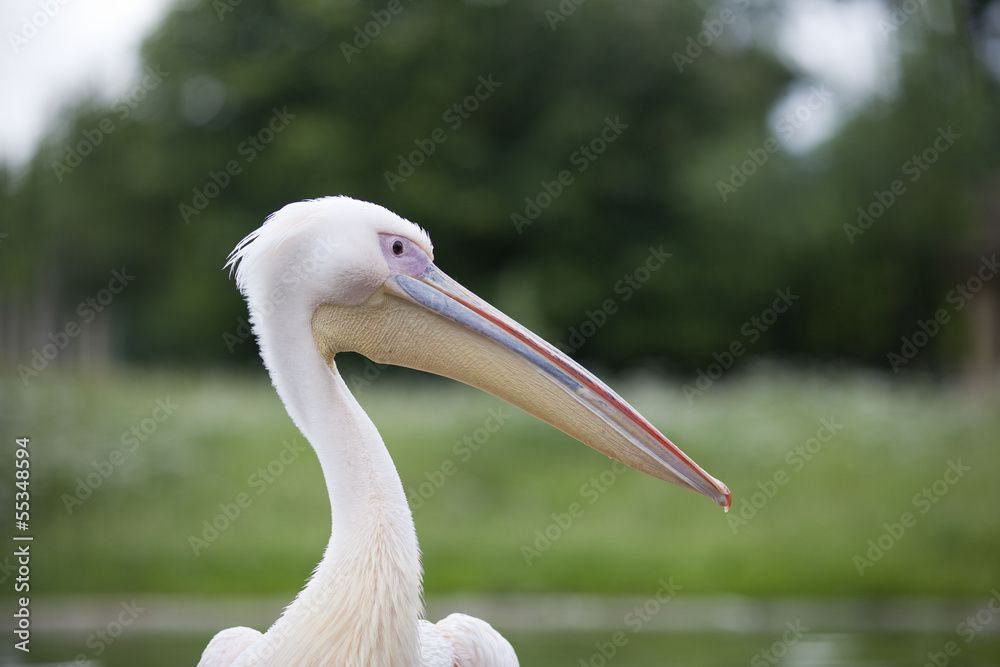 Pelikan Pelikan
