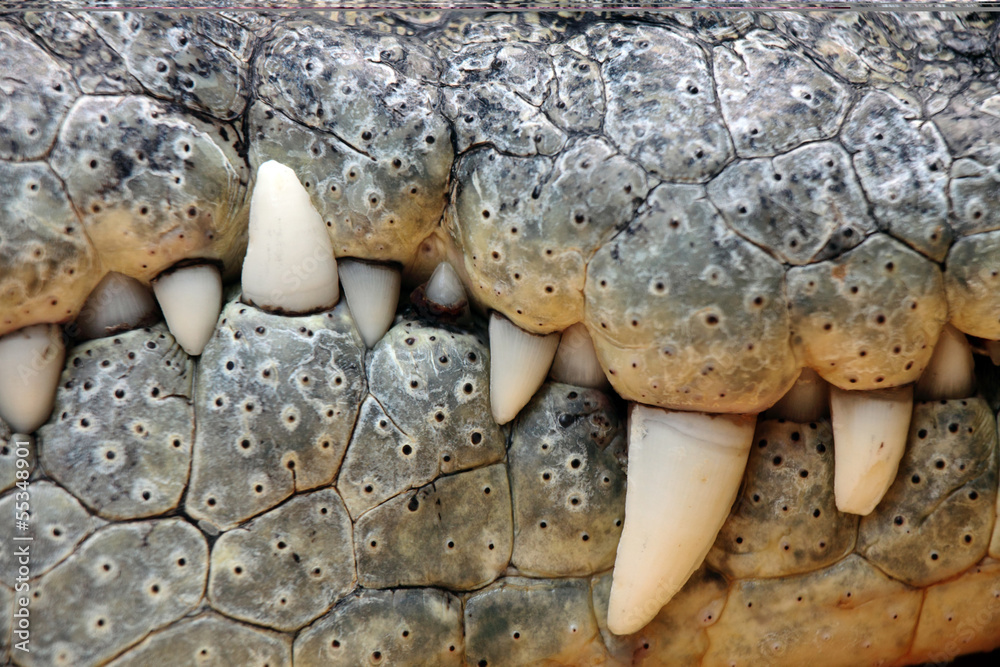 Naklejka premium zęby krokodyla