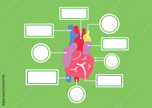 heart system vector cartoon