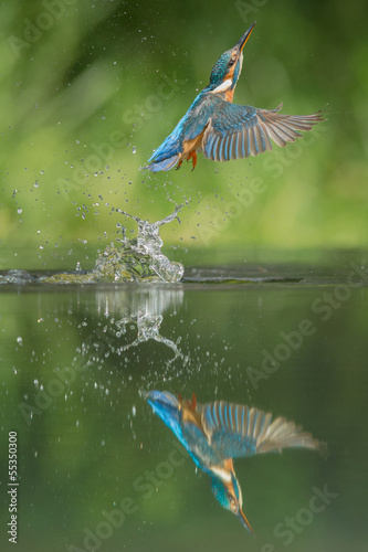 Kingfisher