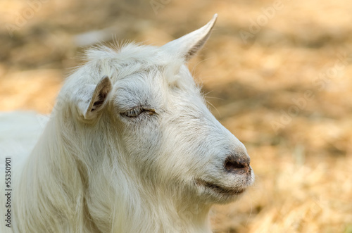 White Goat Portrait