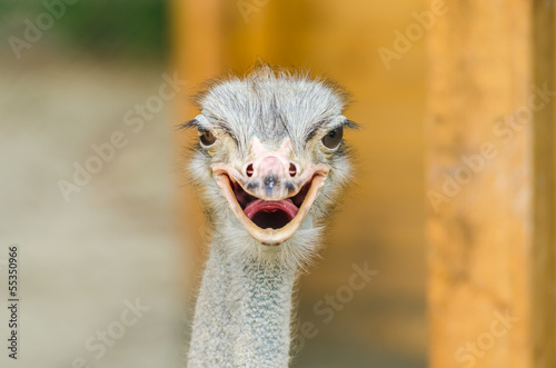 Ostrich Portrait © radub85