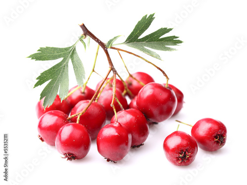Berry of hawthorn photo
