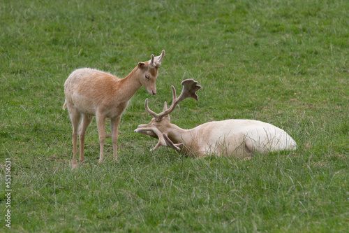 Buck and Doe White Fallow Deer