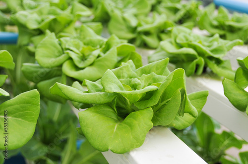 Growing hydroponic vegetables