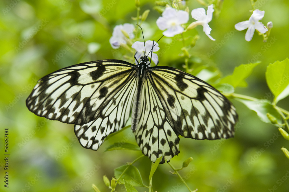 Naklejka premium motyl