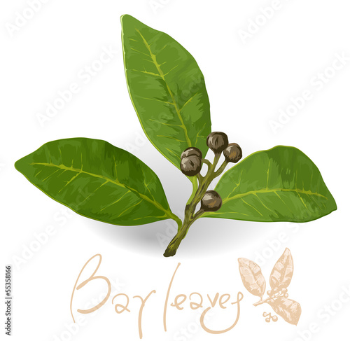 World spices. Bay laurel leaf. Vector.