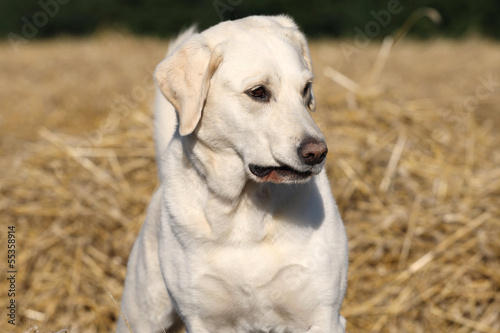 Labrador Retriever