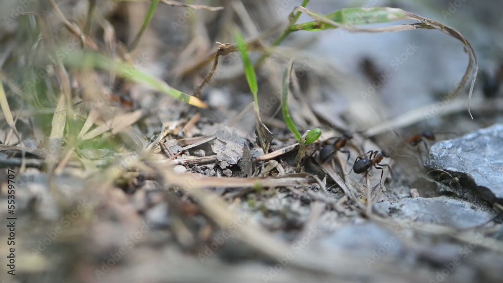 Ants in the forest (macro video) Ants in the forest (macro video)