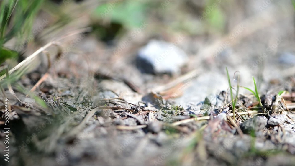 Ant Trail in the forest (macro video) Ant Trail in the forest (macro video)