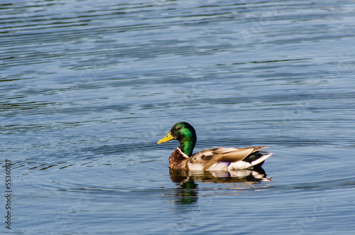 Duck swimming in the pond © dvad