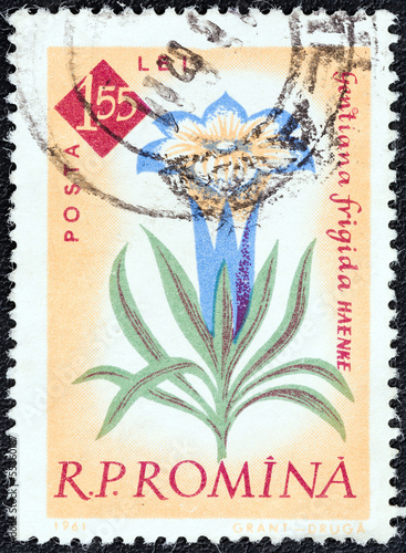 Gentian Flowers (Romania 1961) photo