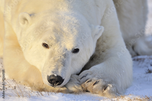 Polar bear portrait.