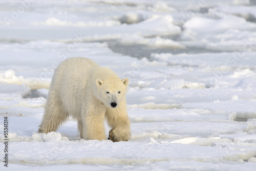 Polar bear walking on pack-ice.