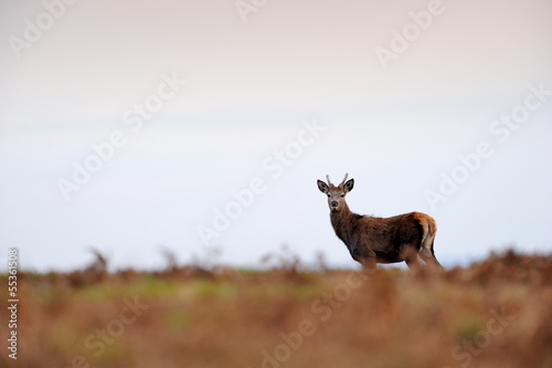 Female Red Deer walking on hill with sunset.