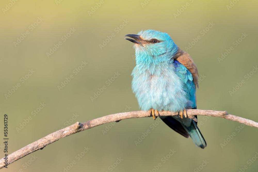 Eurasian roller shaking his feathers