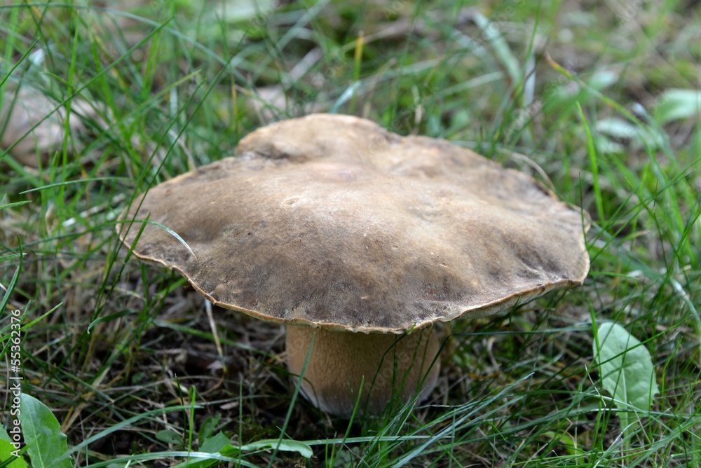 Large mushroom