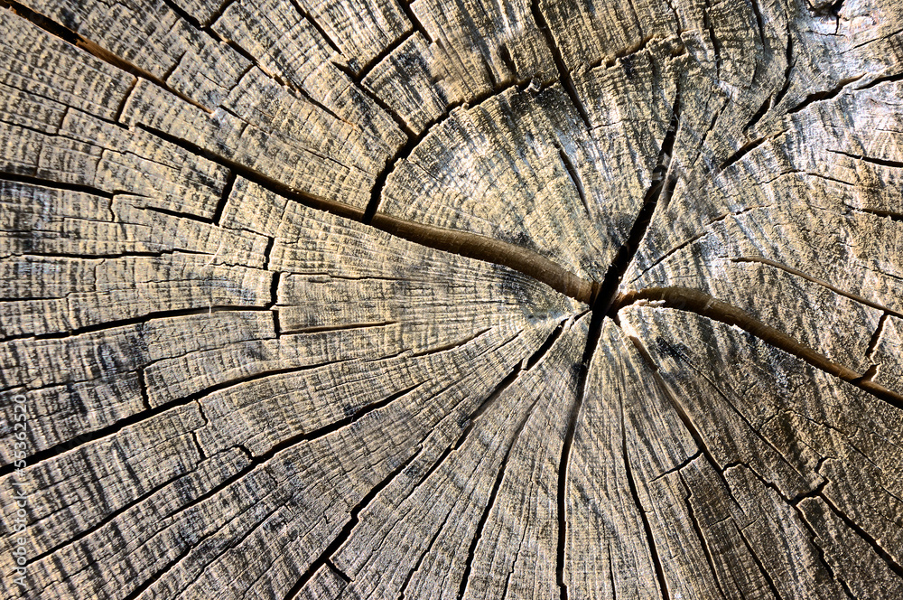 Fototapeta premium circles on bark of a tree cutted