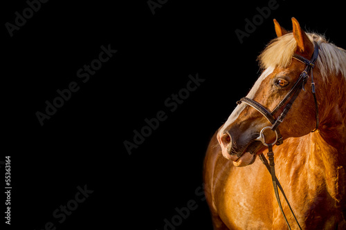 Fototapeta Naklejka Na Ścianę i Meble -  Haflinger Portrait