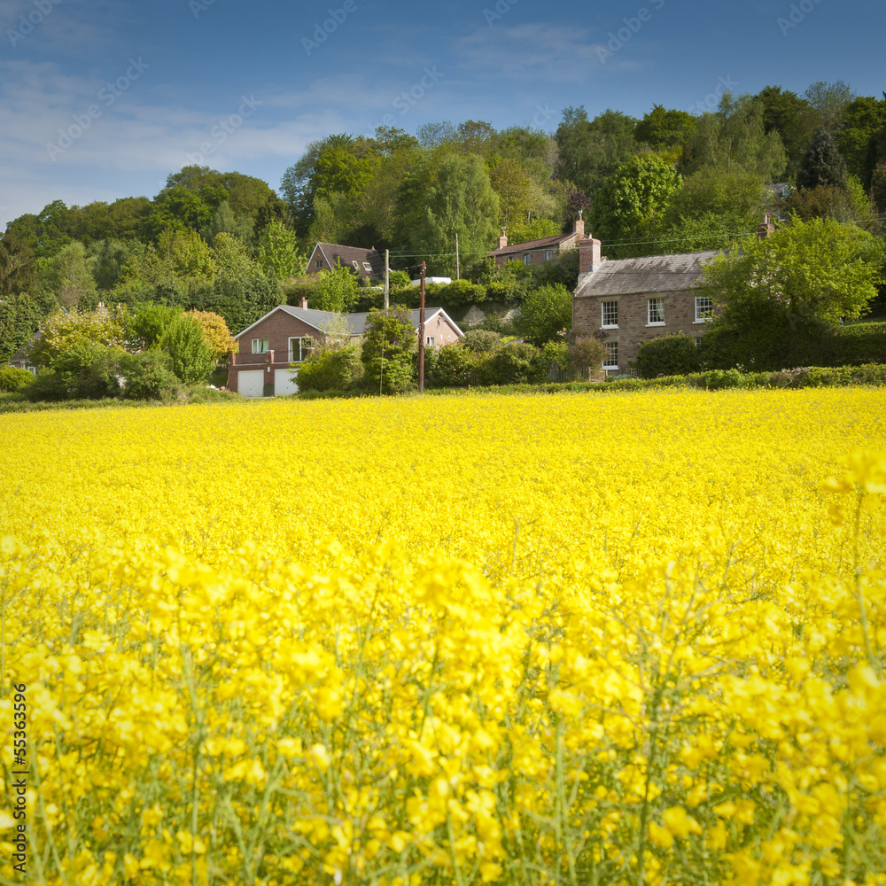 Oilseed Rape, Canola, Biodiesel Crop