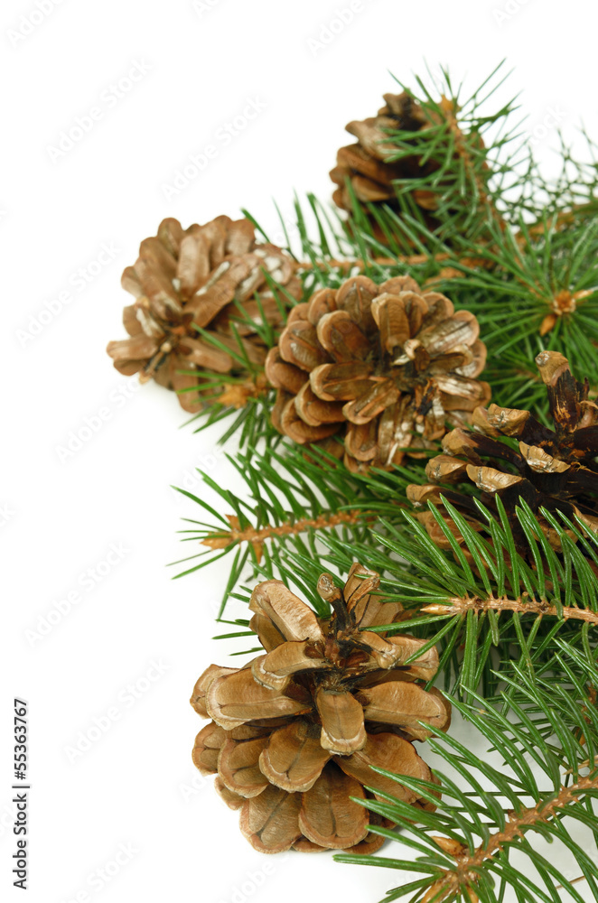 Fototapeta premium Christmas tree branch with cones