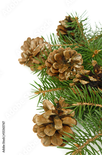 Christmas tree branch with ...