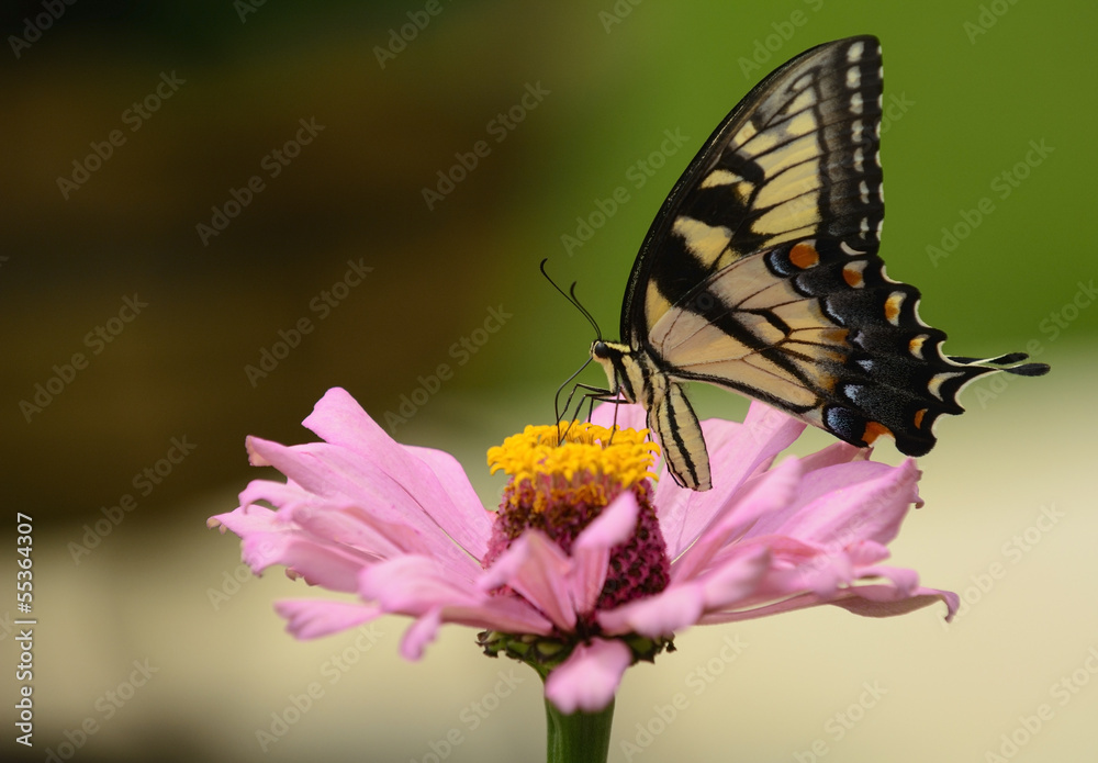 Swallowtail Butterfly Swallowtail Butterfly