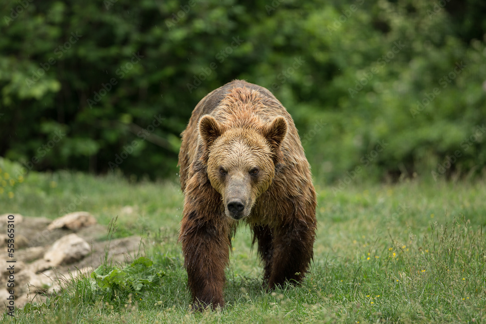 Brown bear walking Brown bear walking