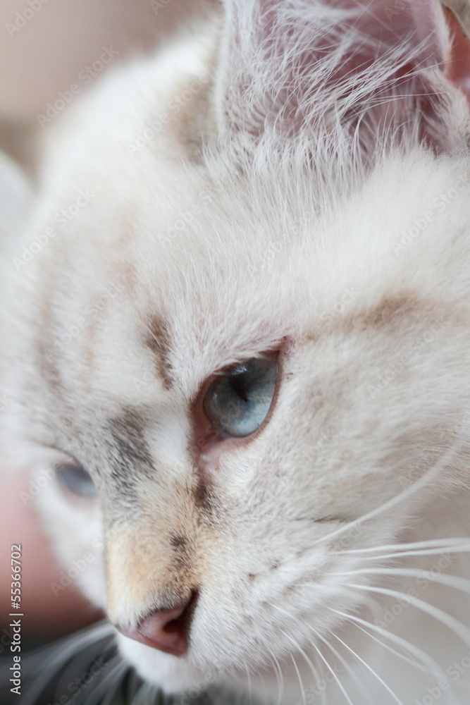 Siberian kitten, neva masquerade type