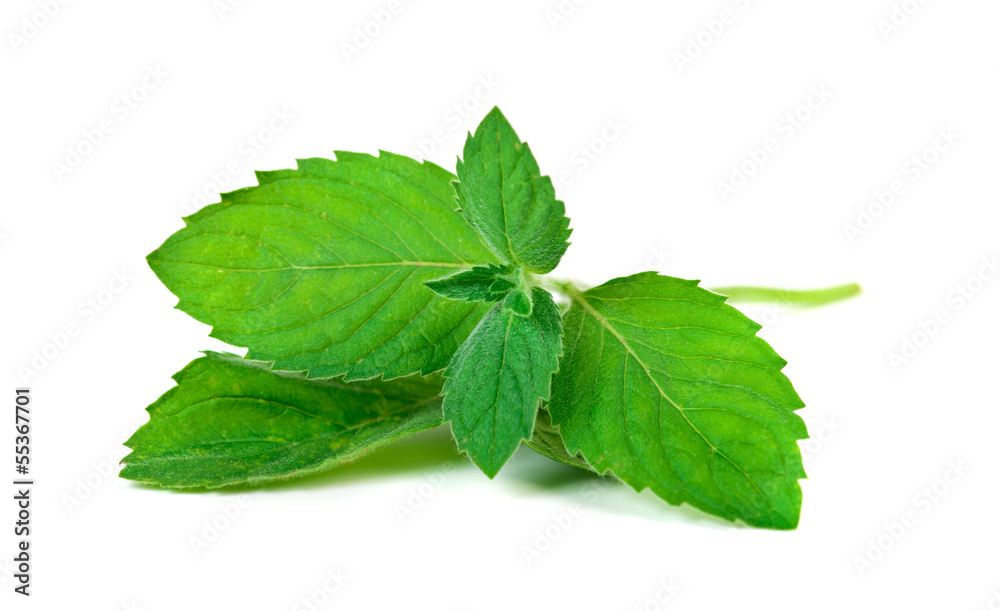 Mint herb leaves Mint herb leaves