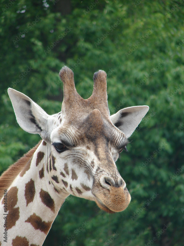 Obraz premium Giraffe