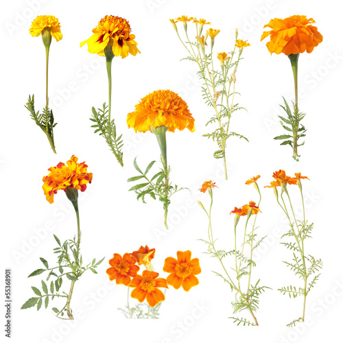 Set of different marigold flowers isolated on white photo