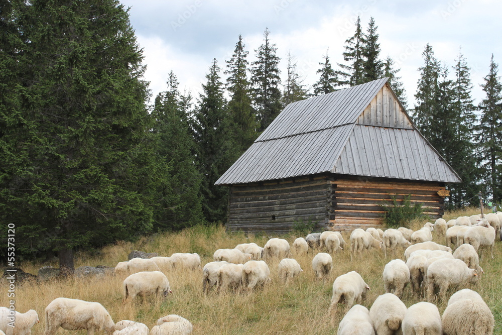 Rusinowa Polana- Tatry -owce