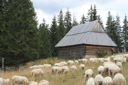 Rusinowa Polana- Tatry -owce