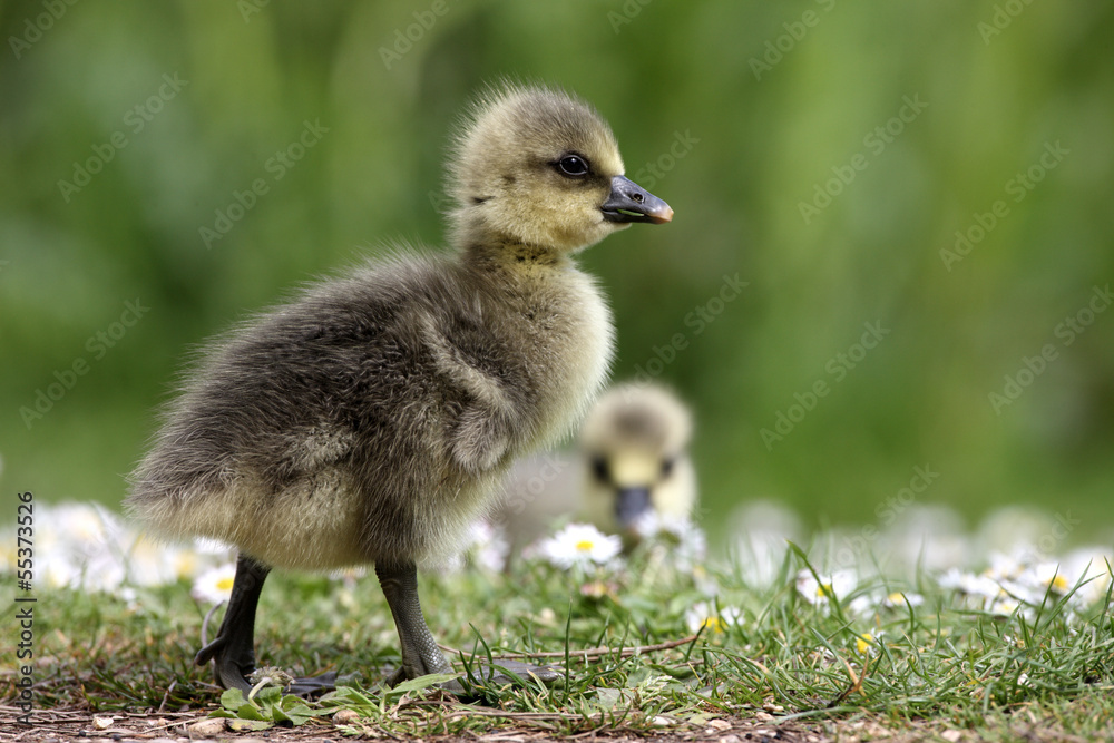 Obraz premium Greylag goose, Anser anser