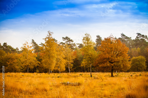 Colorful autumn landscape. Beautiful autumn forest