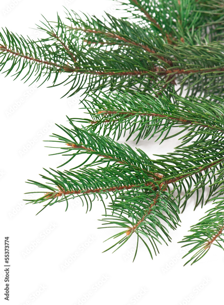 Christmas decoration with fir-tree on white background