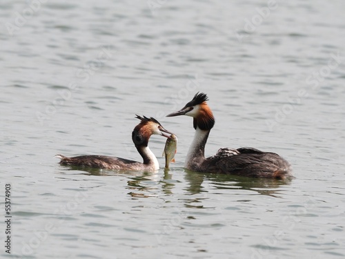 Great Crested Grebe (Podiceps cristatus)-couple with a prey.