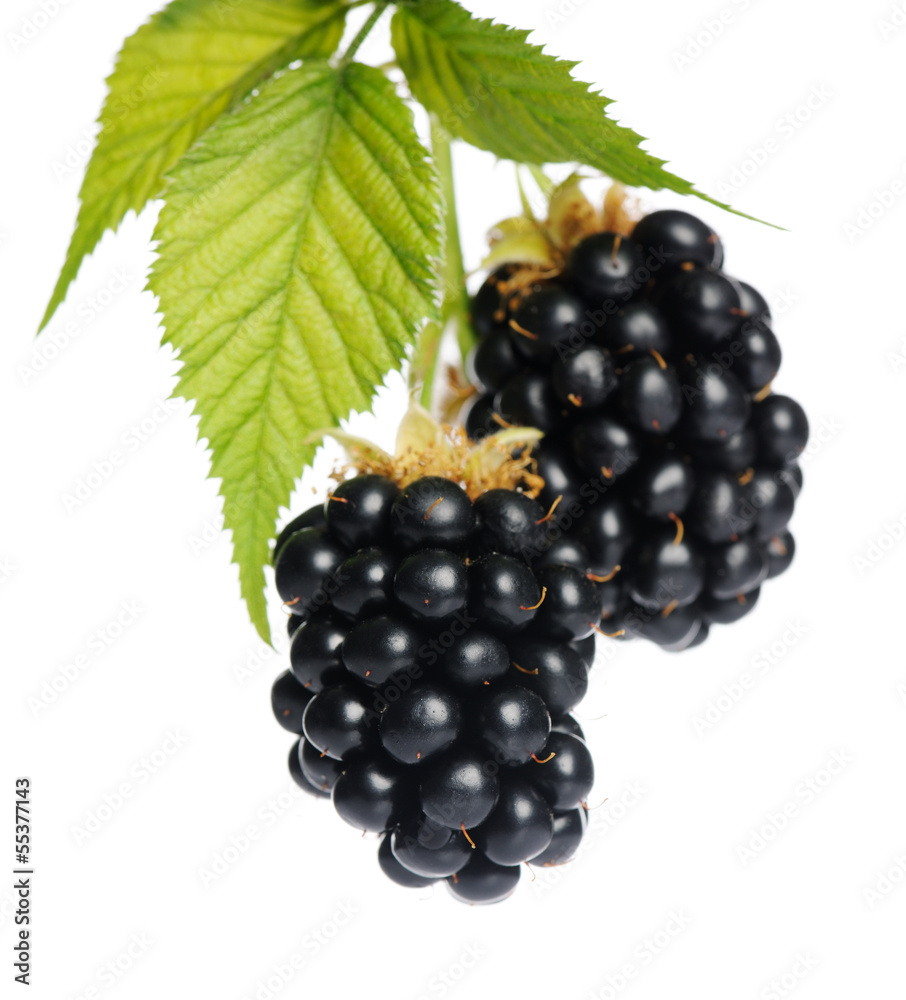 Fototapeta premium two blackberries