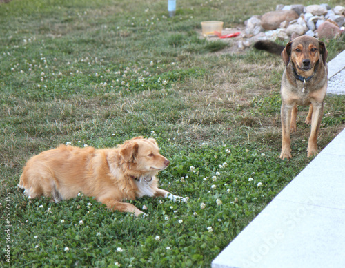 Two dogs